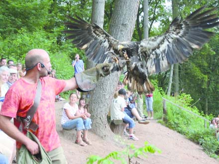 Roofvogelshow Saarburg